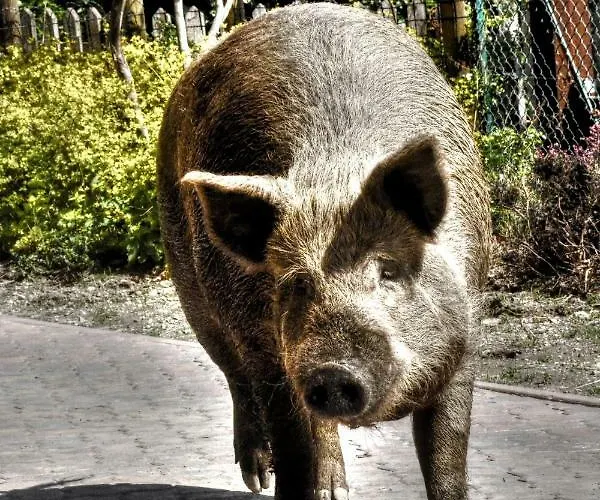 Séjour à la ferme Cascina Del Sole Asso